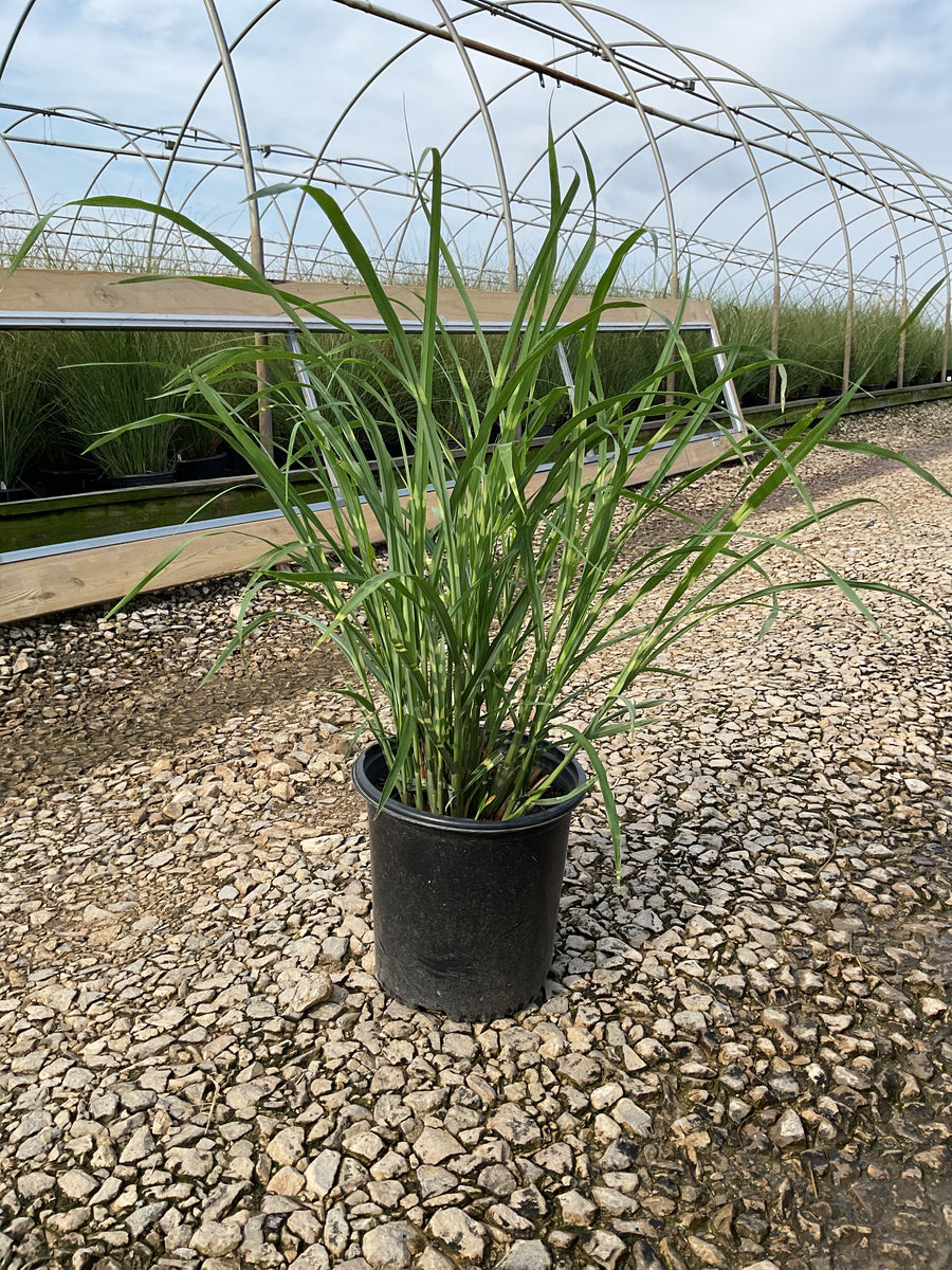 Miscanthus sinensis 'Variegata' â€” G2