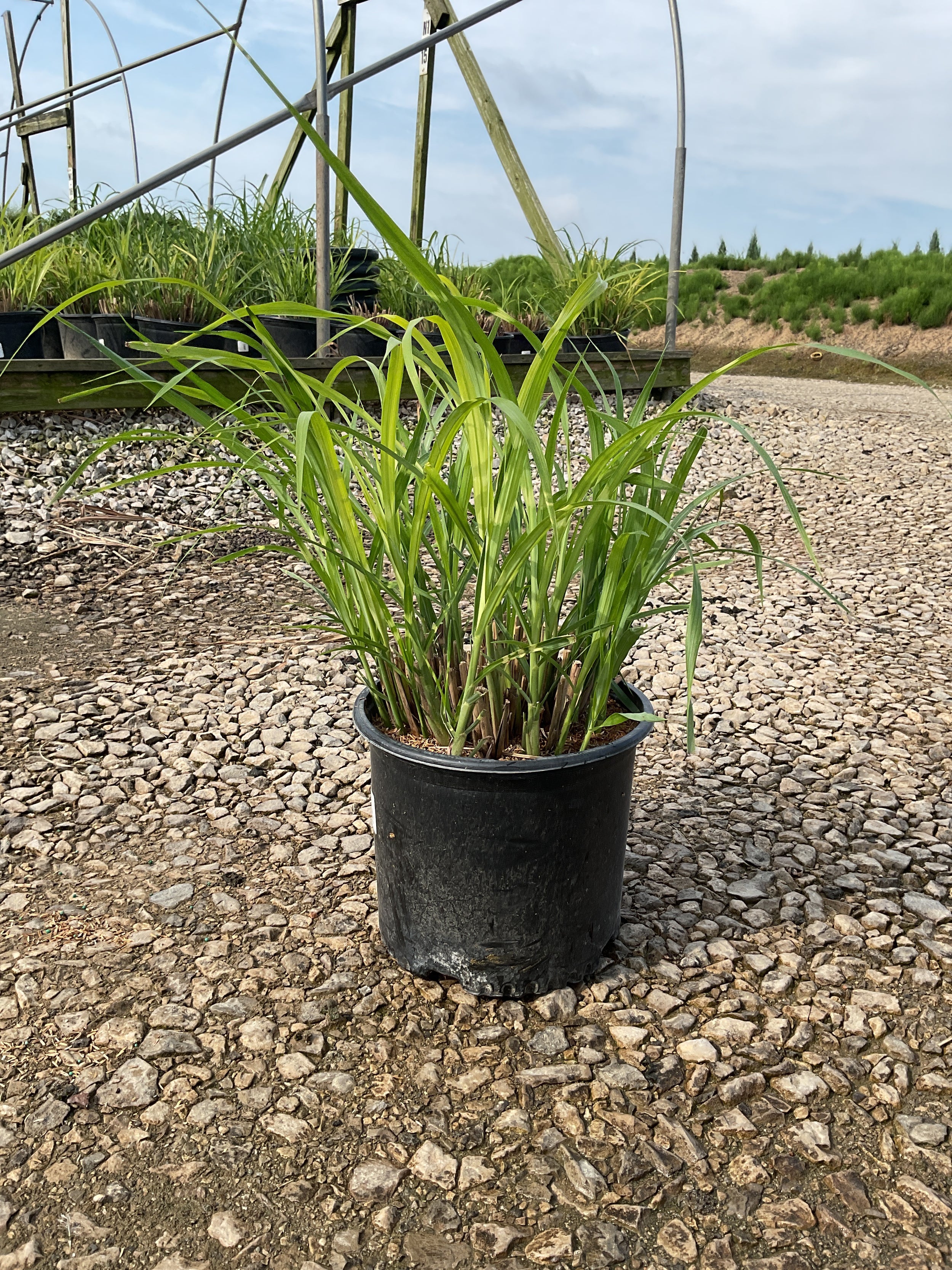 Miscanthus sinensis 'Zebrinus'
