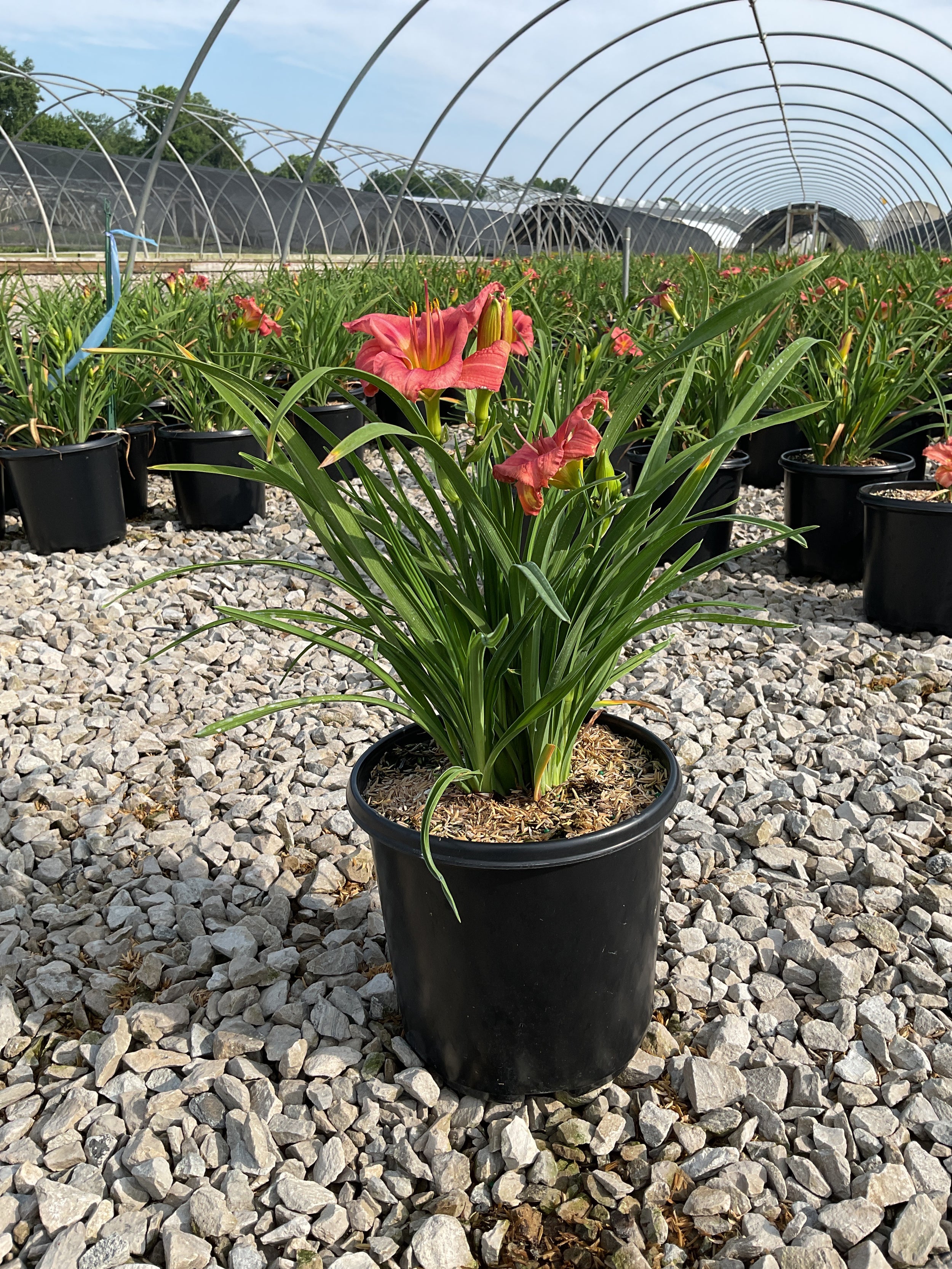 Hemerocallis rosy 'Rosy Returns'