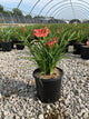 Hemerocallis rosy 'Rosy Returns'