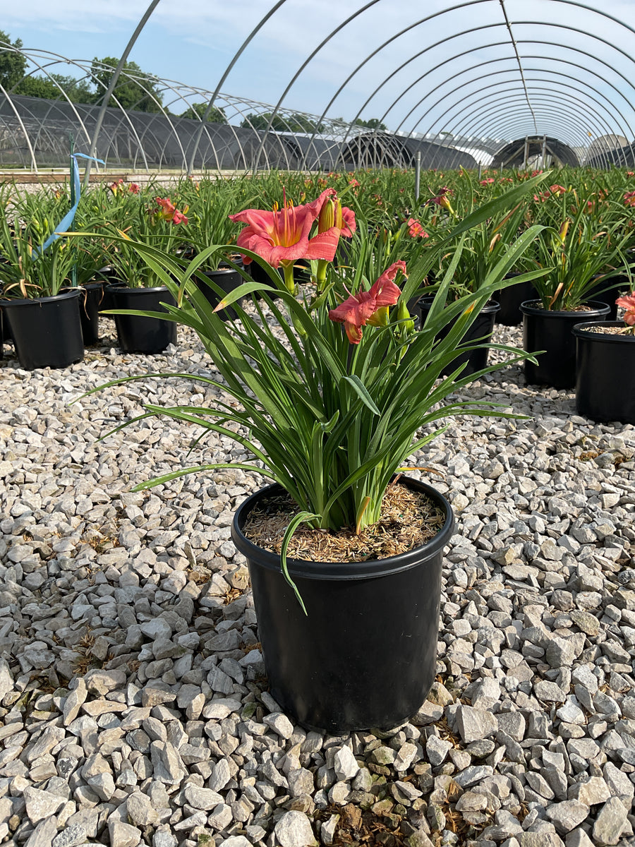 Hemerocallis rosy 'Rosy Returns' â€” G1/19CM