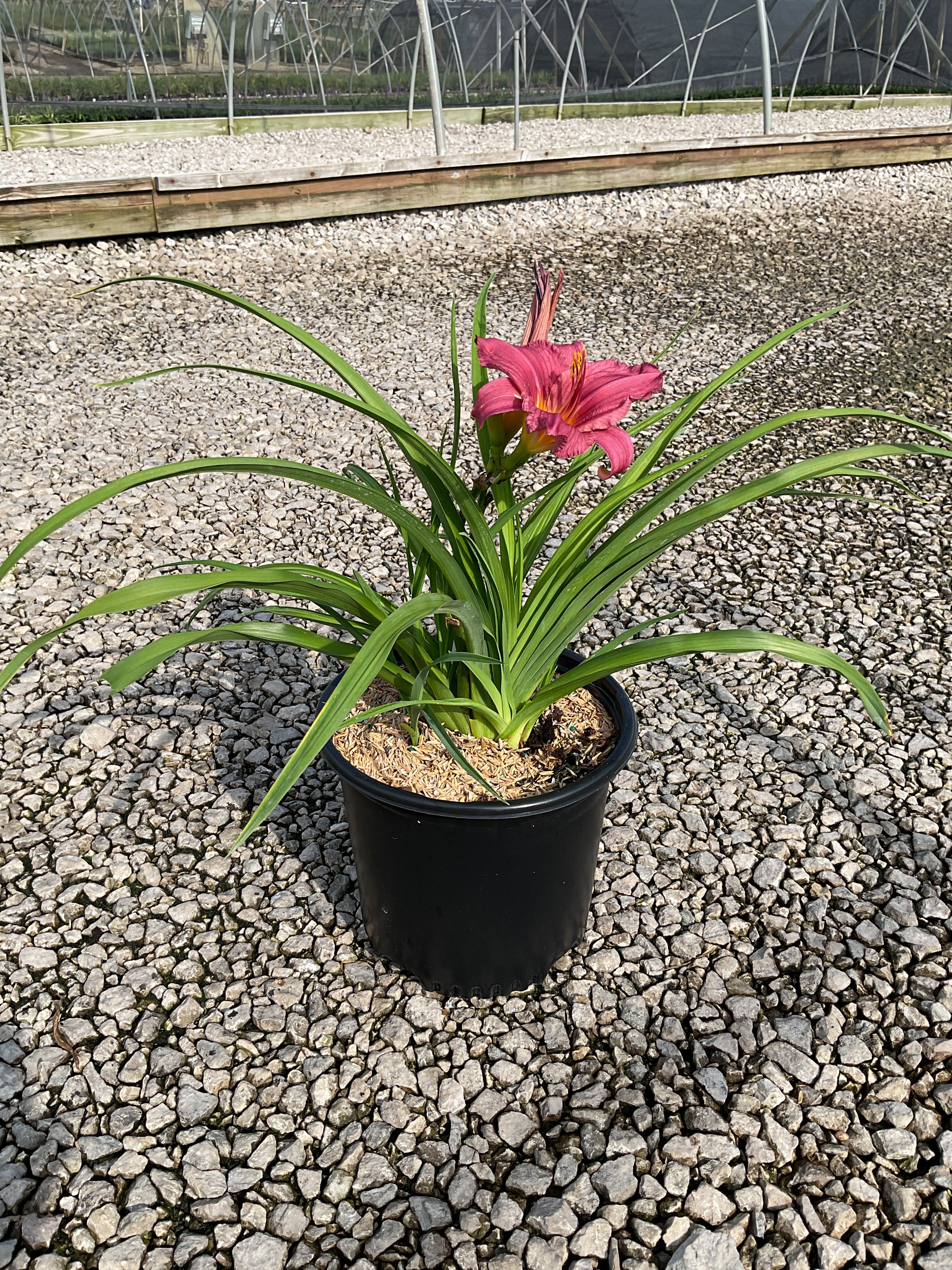 Hemerocallis purple 'Purple d'Oro'