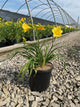 Hemerocallis 'Happy Happy Returns'