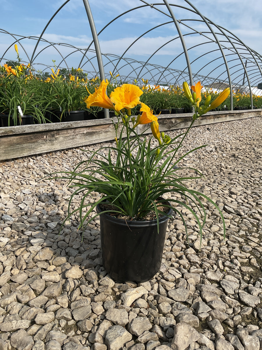 Hemerocallis stella 'Stella d'Oro' â€” 19CM/G1