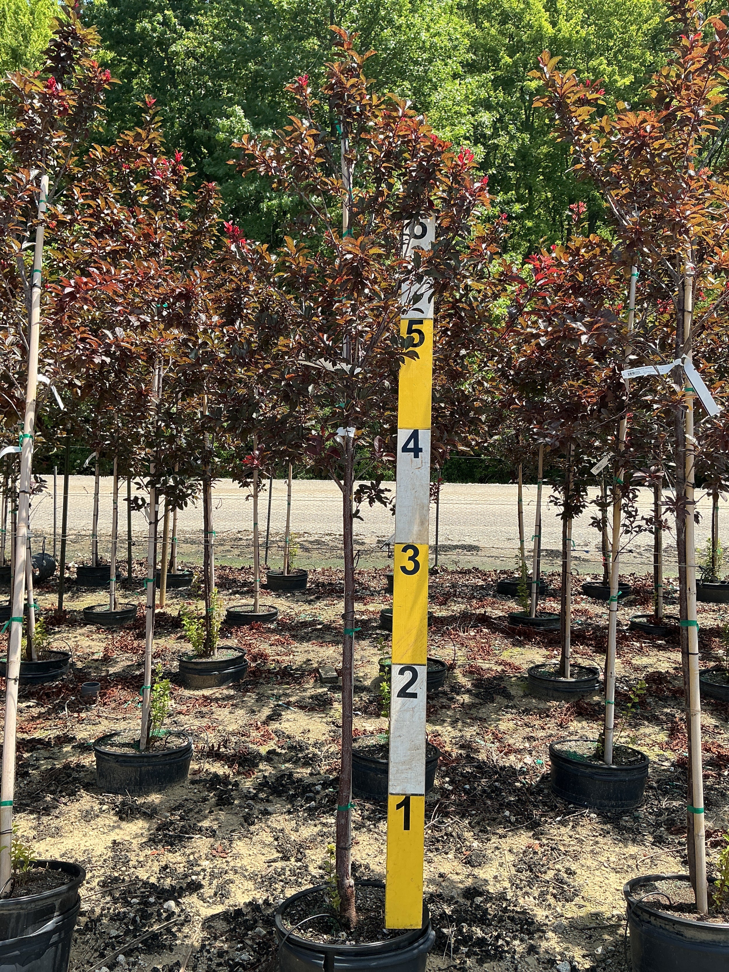Prunus cerasifera 'Newport'