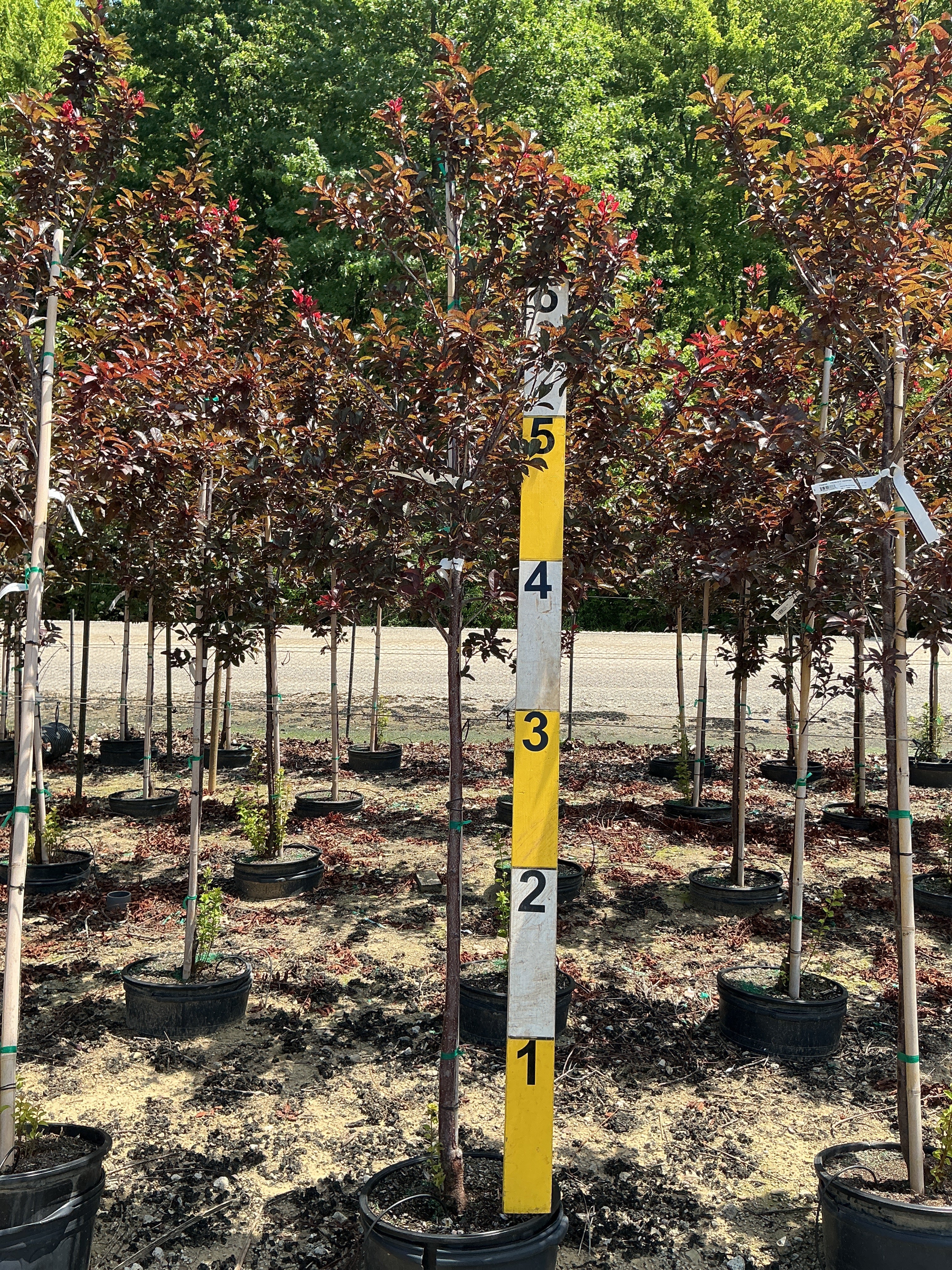 Prunus cerasifera 'Newport'