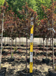 Prunus cerasifera 'Newport'
