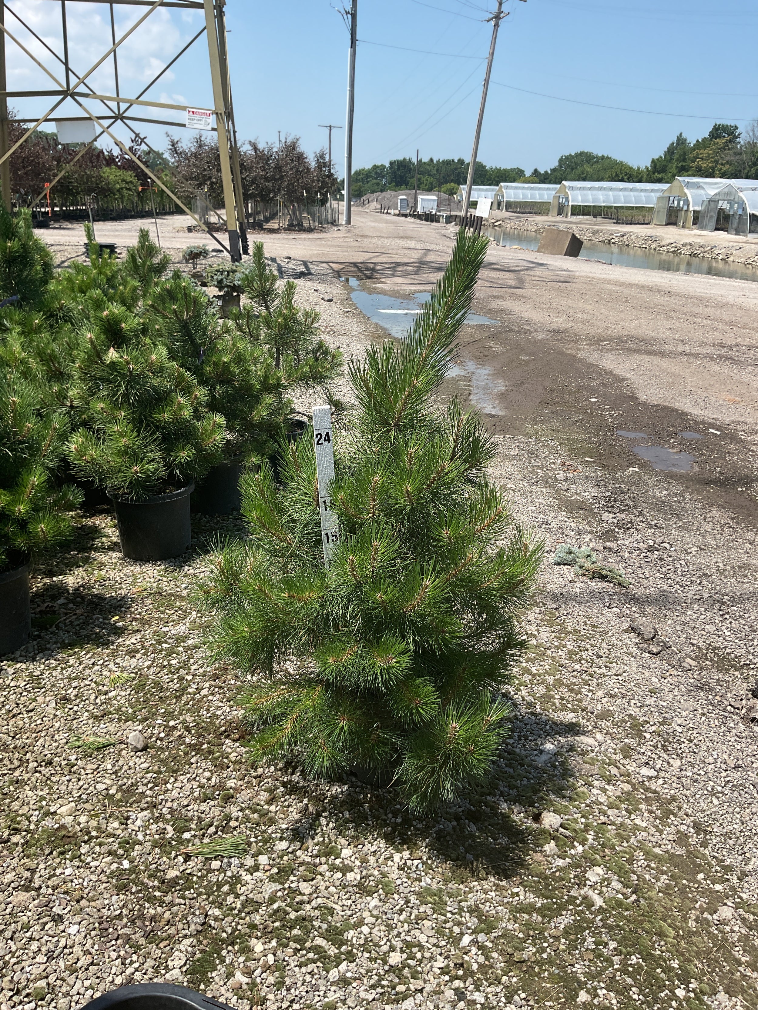 Pinus nigra