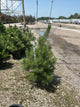 Pinus nigra