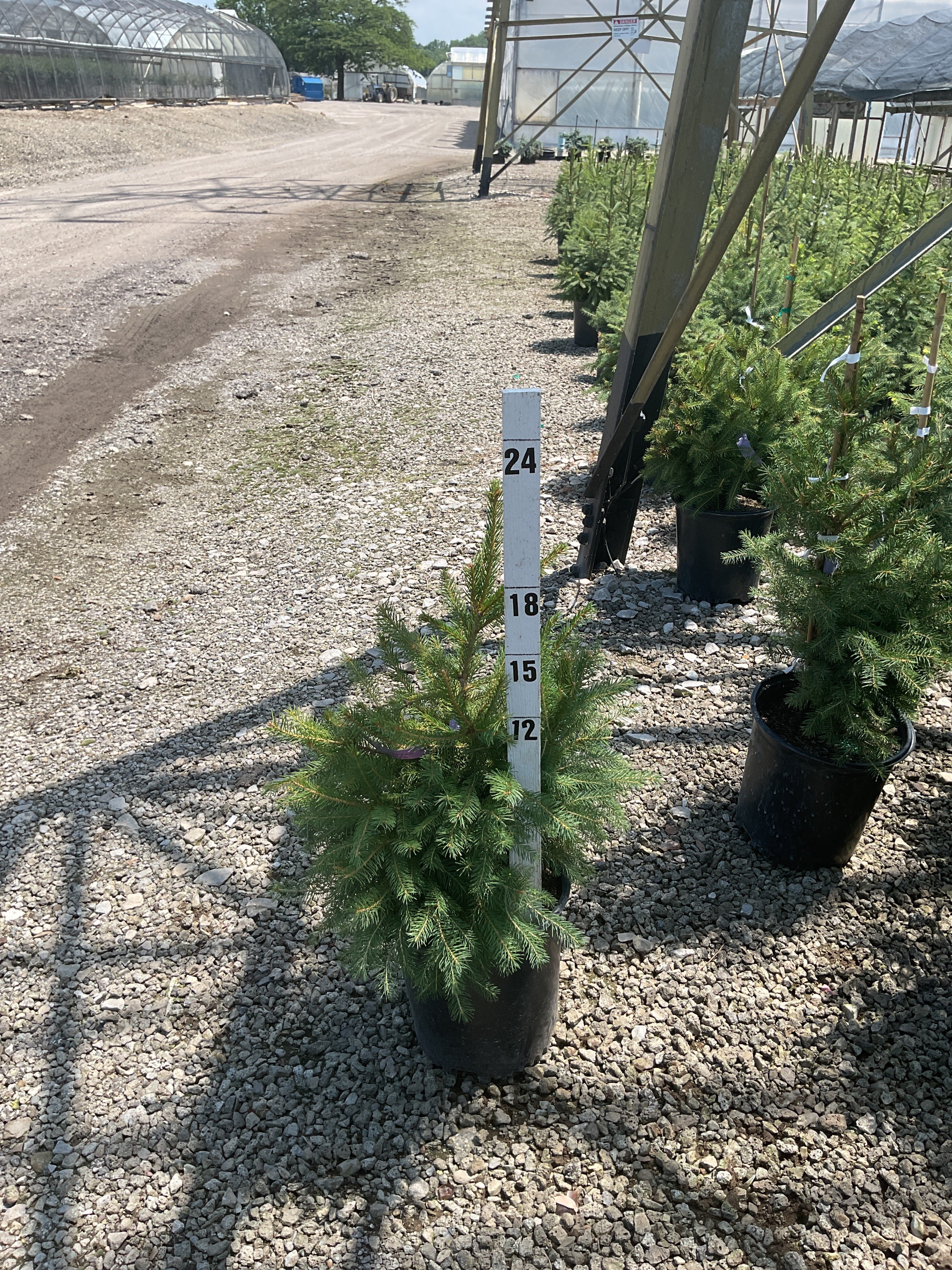 Picea abies