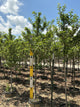 Malus x zumi 'Calocarpa'