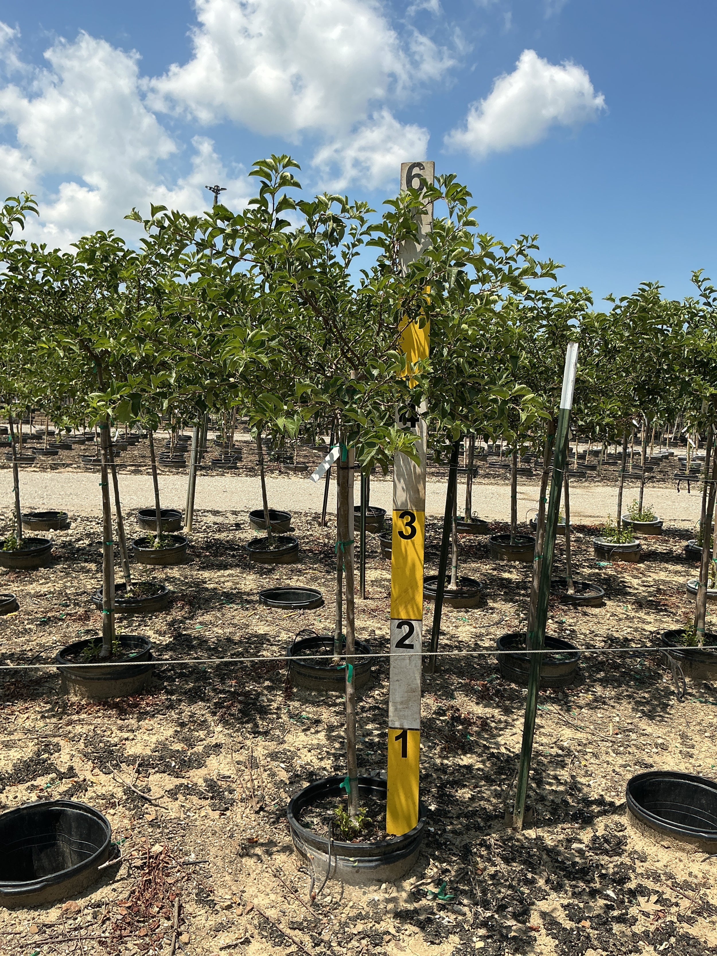 Malus sargentii 'Tina'