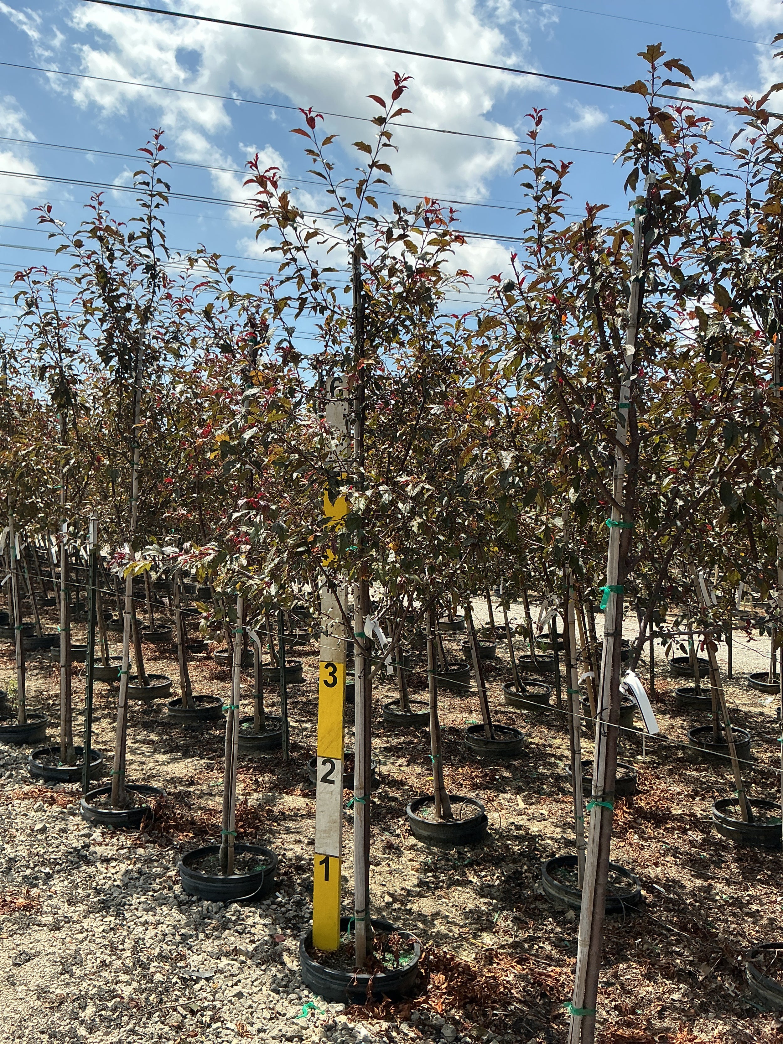 Malus ‘JFS-KW5’