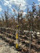 Malus ‘JFS-KW5’