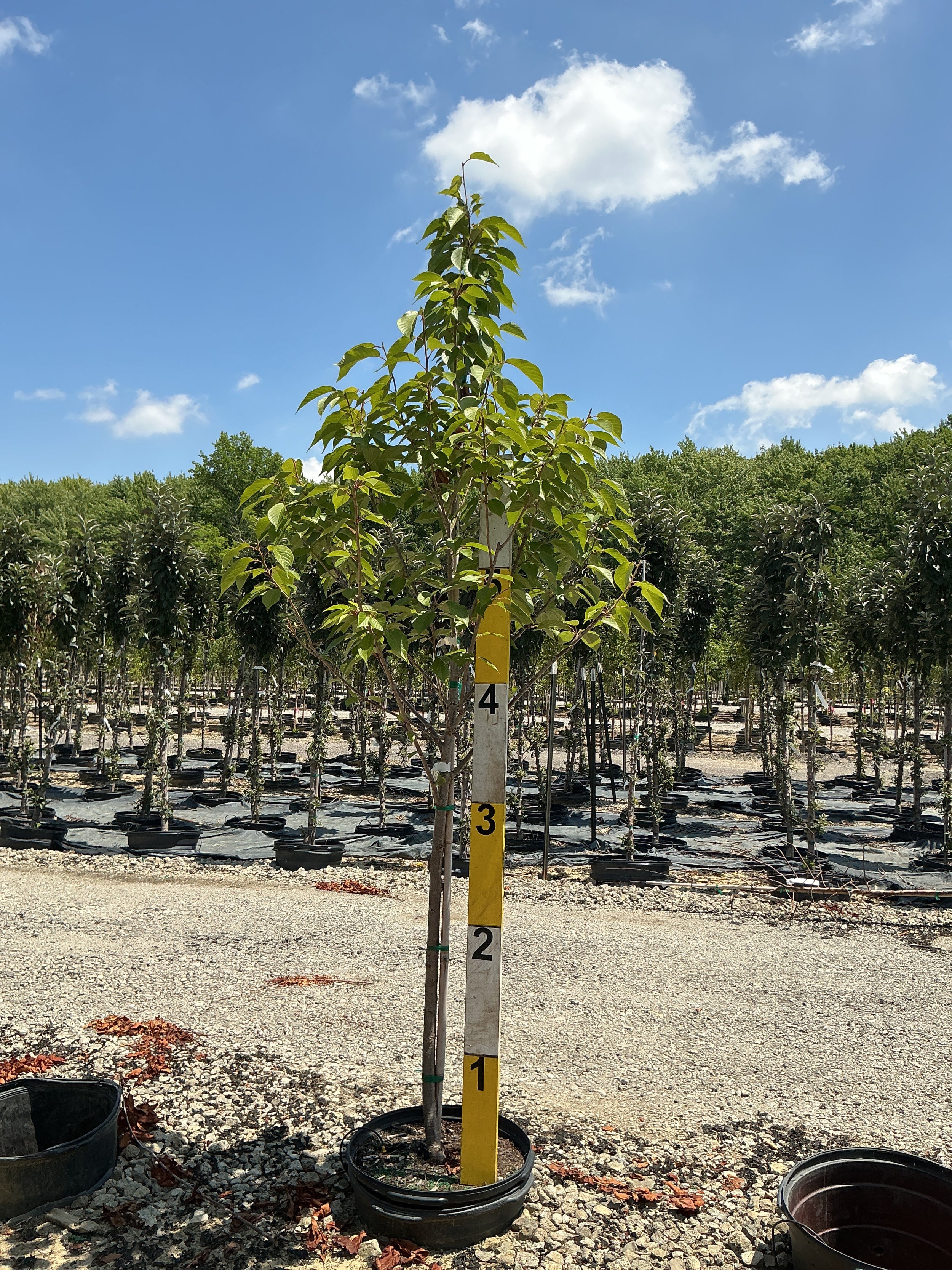 Prunus serrulata 'Kwanzan'