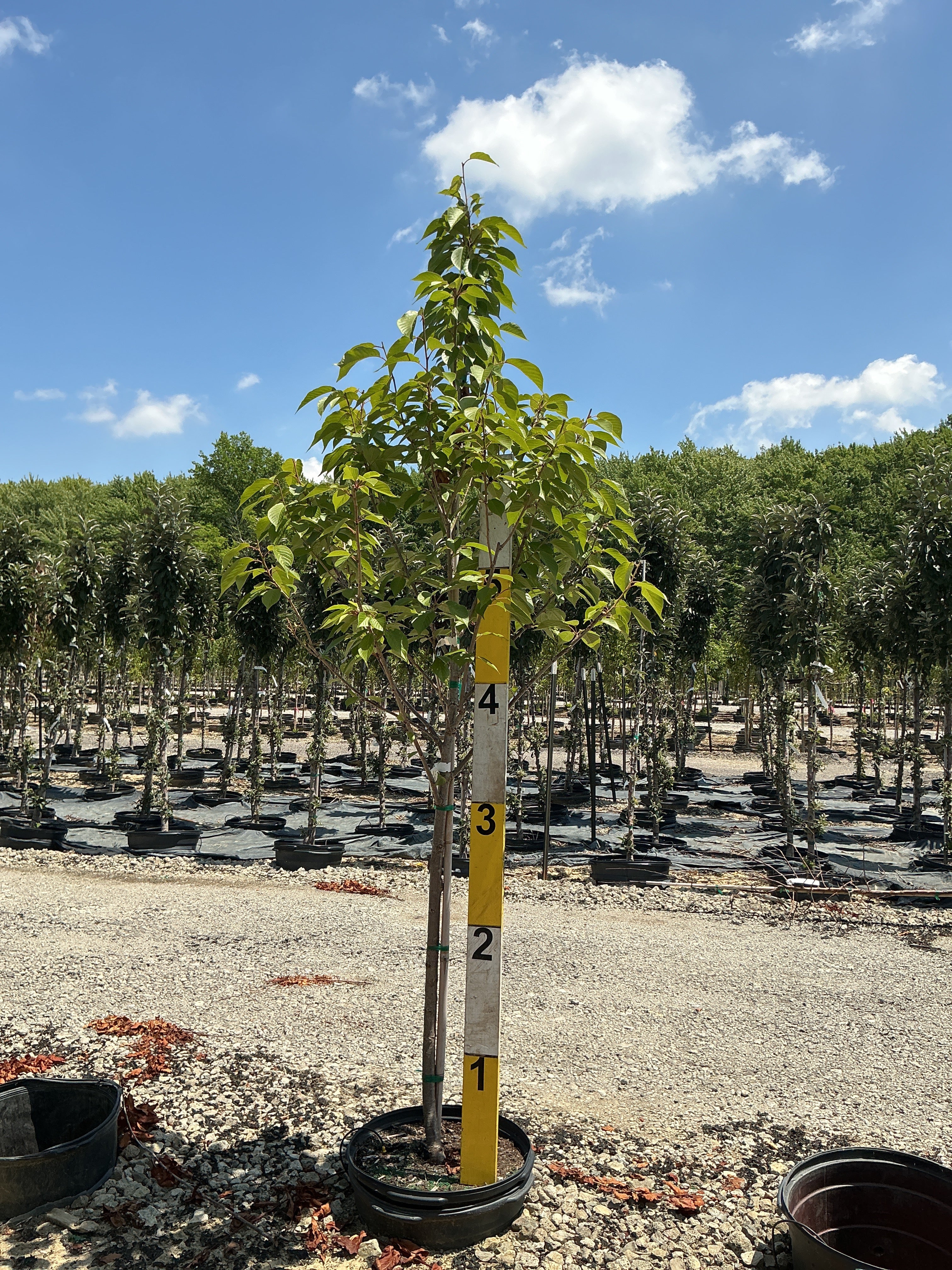 Prunus serrulata 'Kwanzan'
