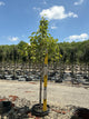 Prunus serrulata 'Kwanzan'