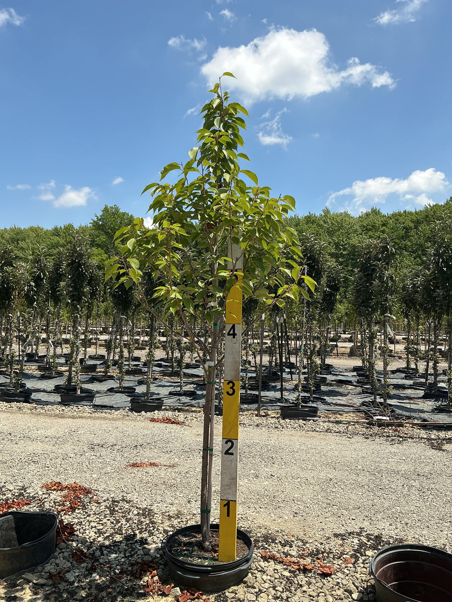 Prunus serrulata 'Kwanzan' â€” G15 72