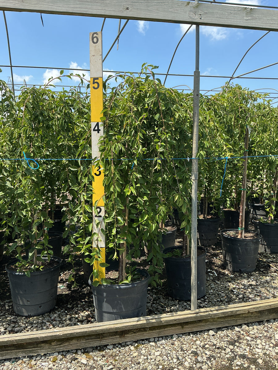 Prunus x 'Snofozam' â€” G15 48