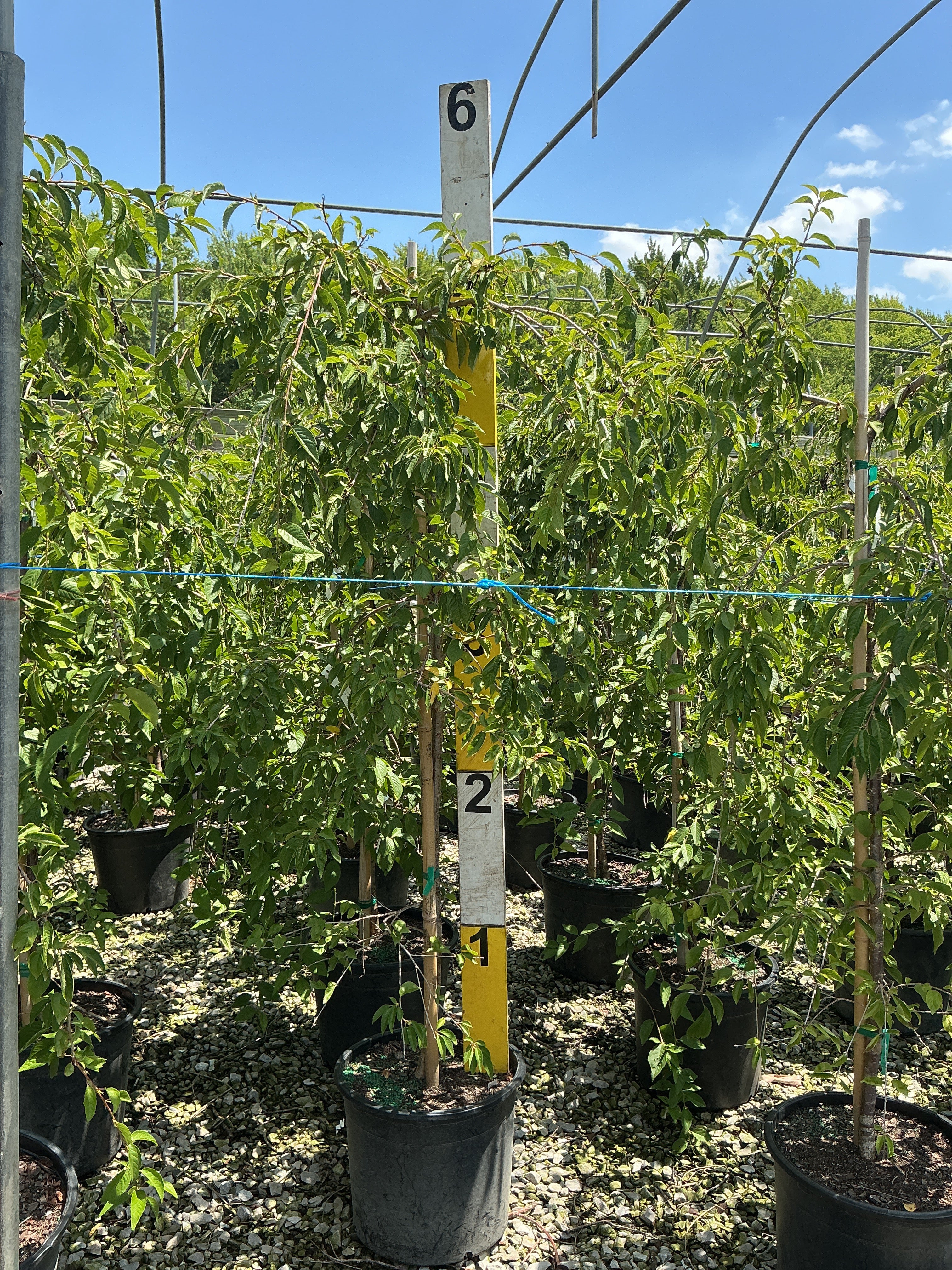 Prunus x 'Snofozam'