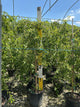 Prunus x 'Snofozam'