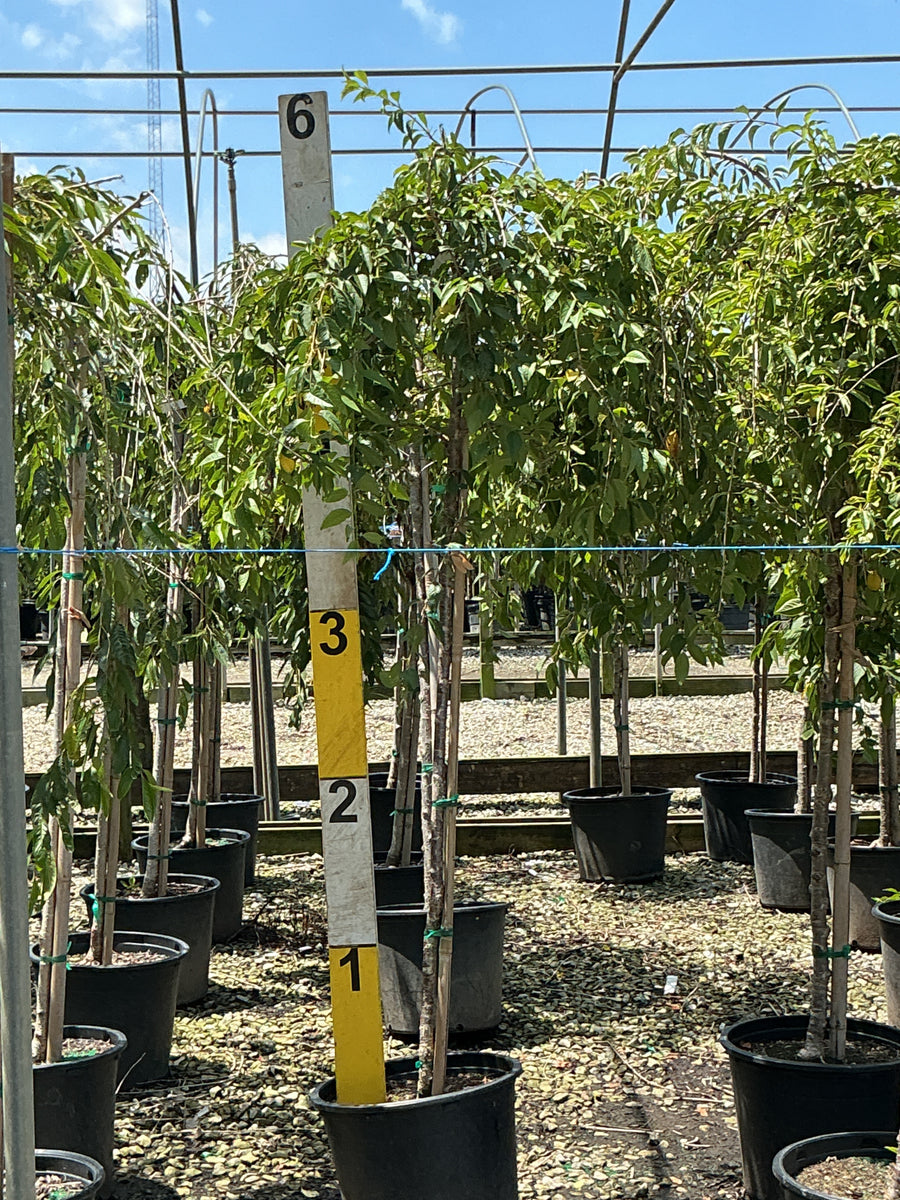 Prunus x 'Snofozam' â€” G7 60