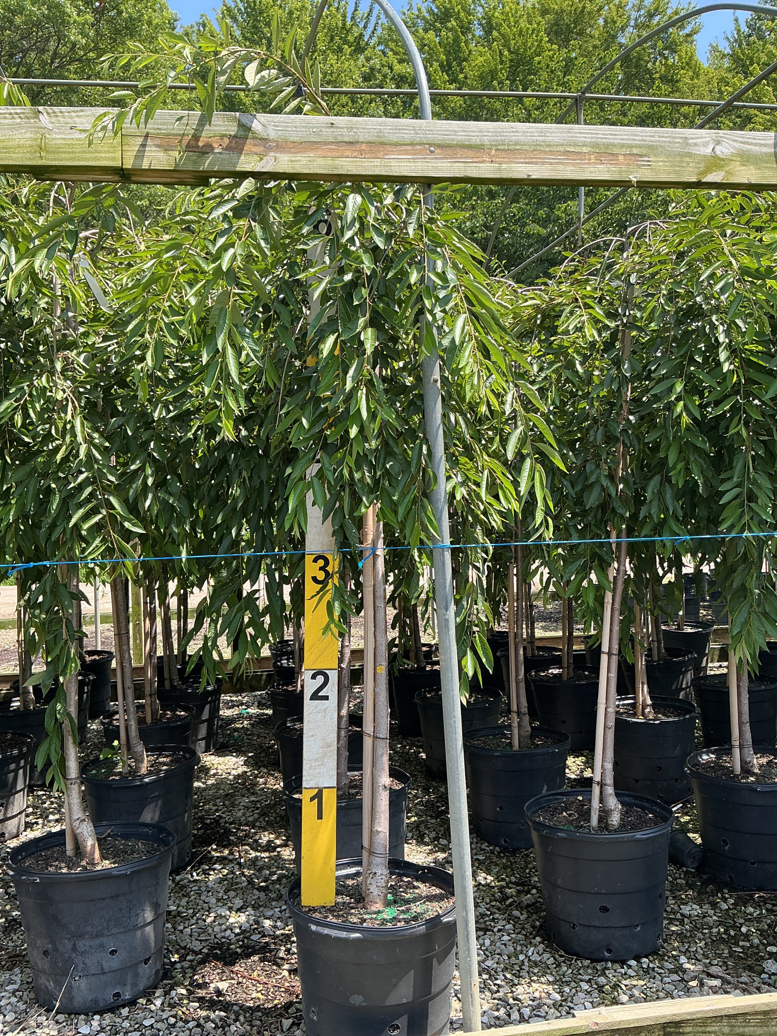 Prunus x 'Pinsnshzam'