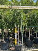 Prunus x 'Pinsnshzam'