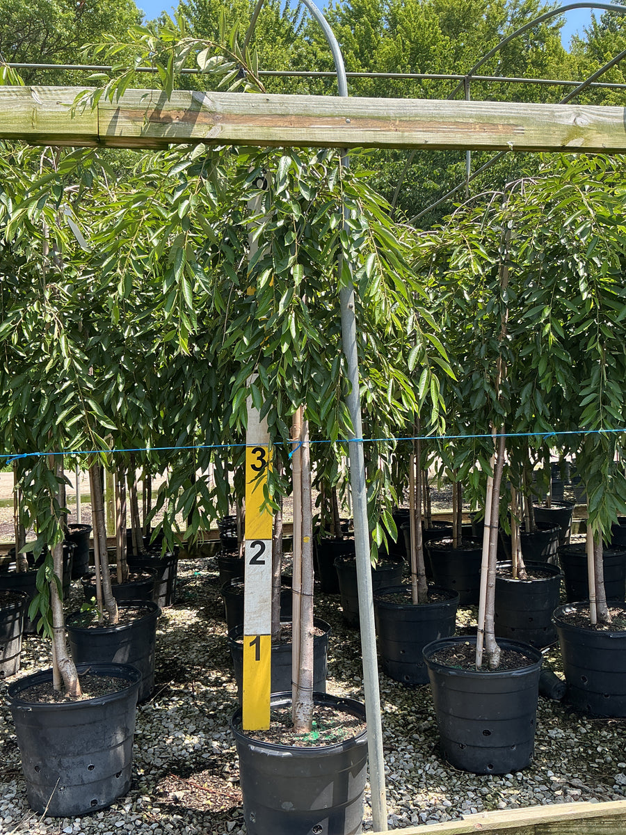 Prunus x 'Pinsnshzam' â€” G15 60