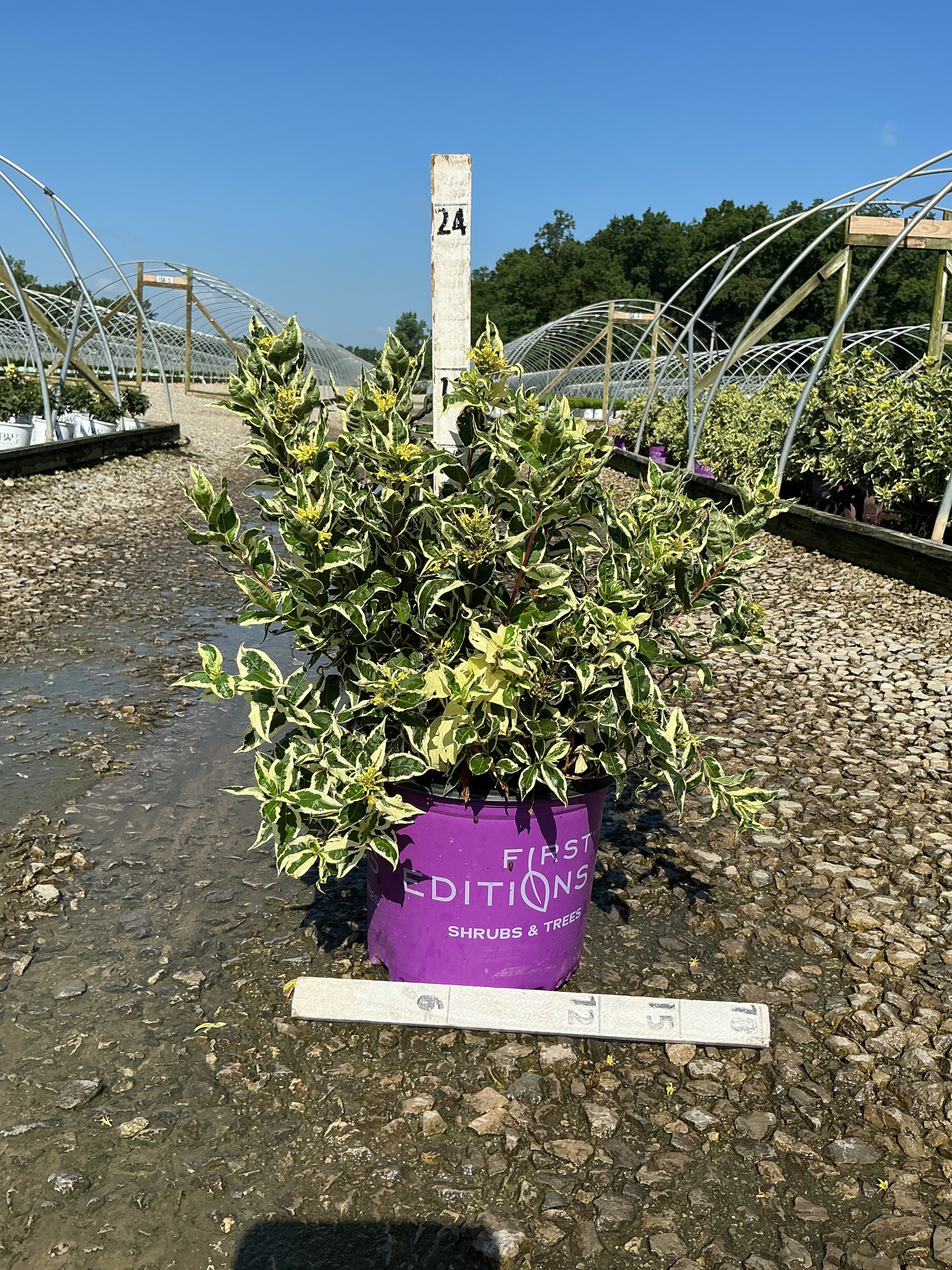 Diervilla sessilifolia 'LDPC Podaras'