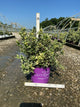 Diervilla sessilifolia 'LDPC Podaras'