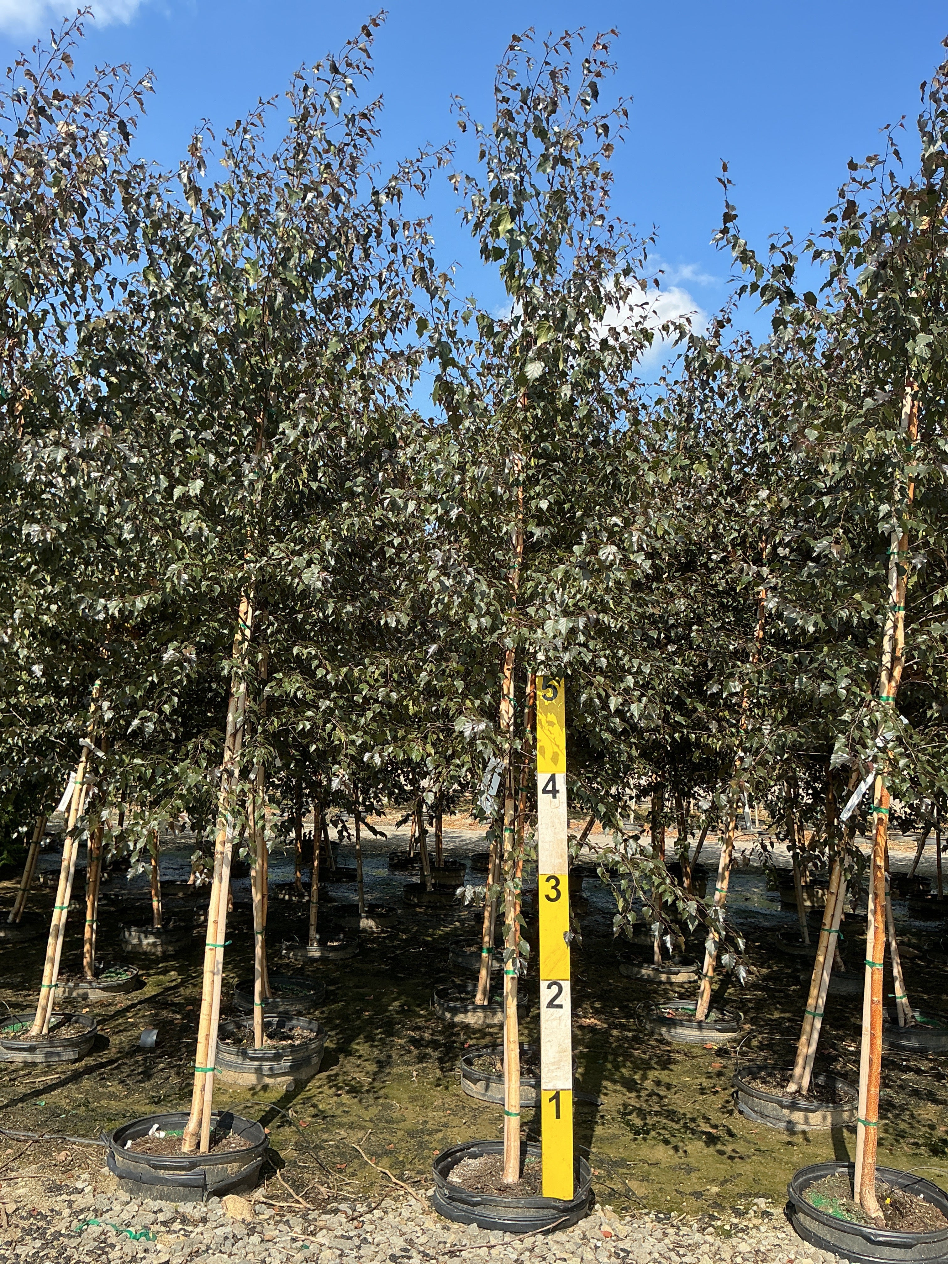 Betula x 'Royal Frost'