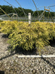 Chamaecyparis pisifera 'Mops'