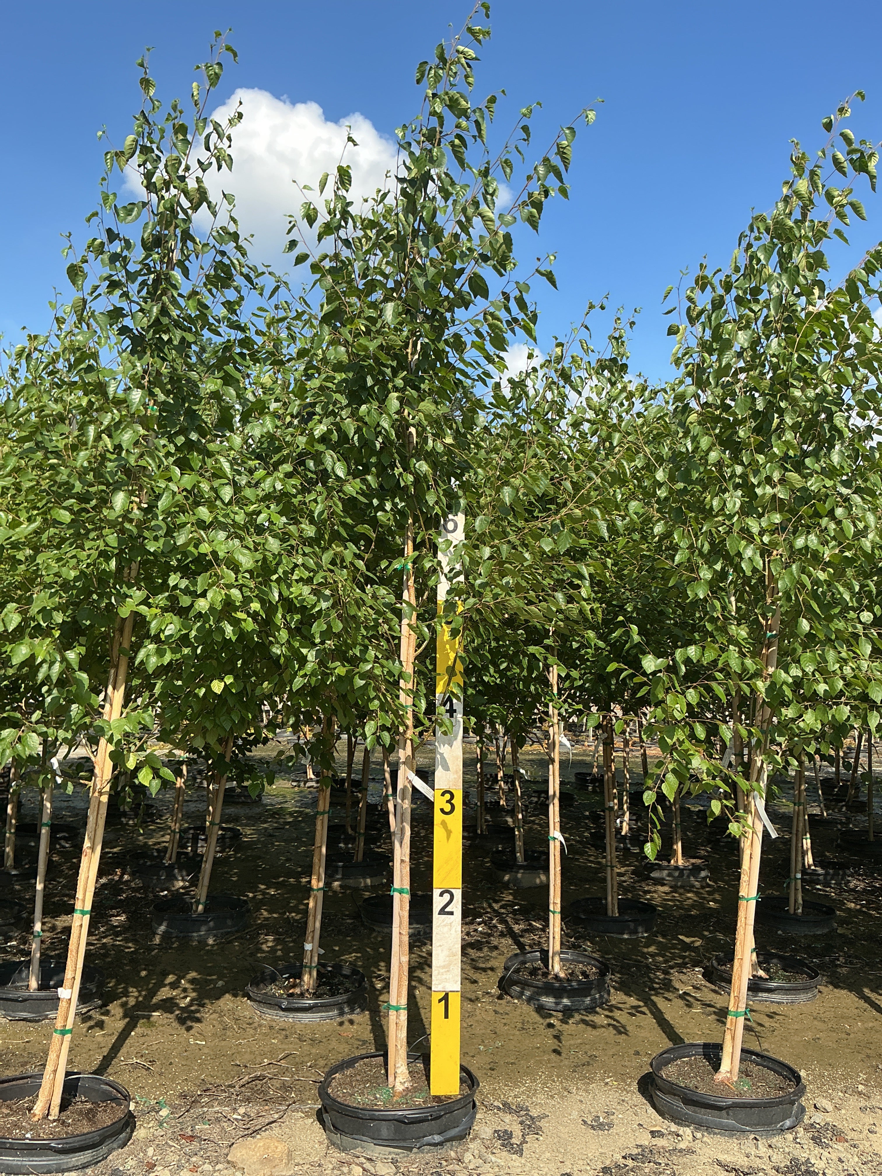 Betula jacquemontii