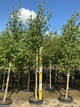 Betula jacquemontii