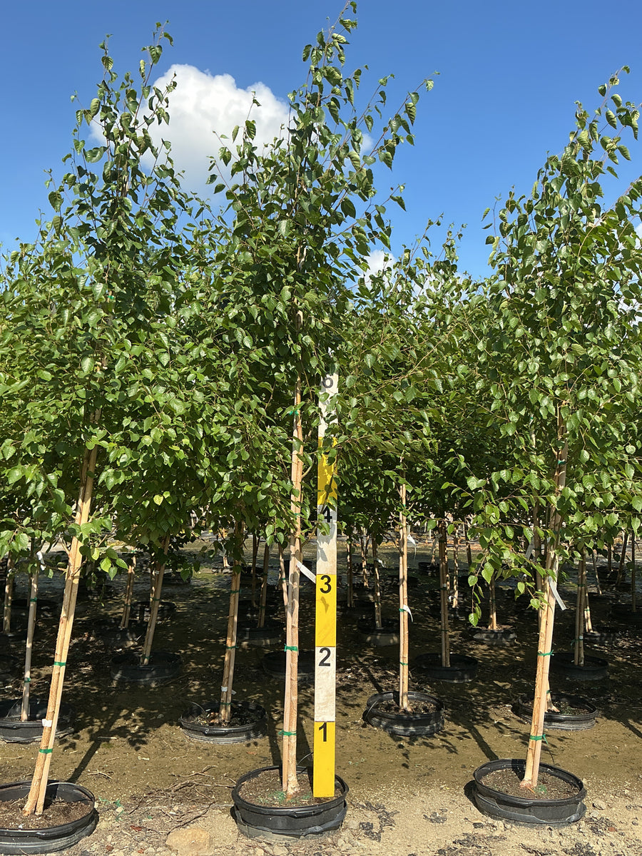 Betula jacquemontii â€” G15 72