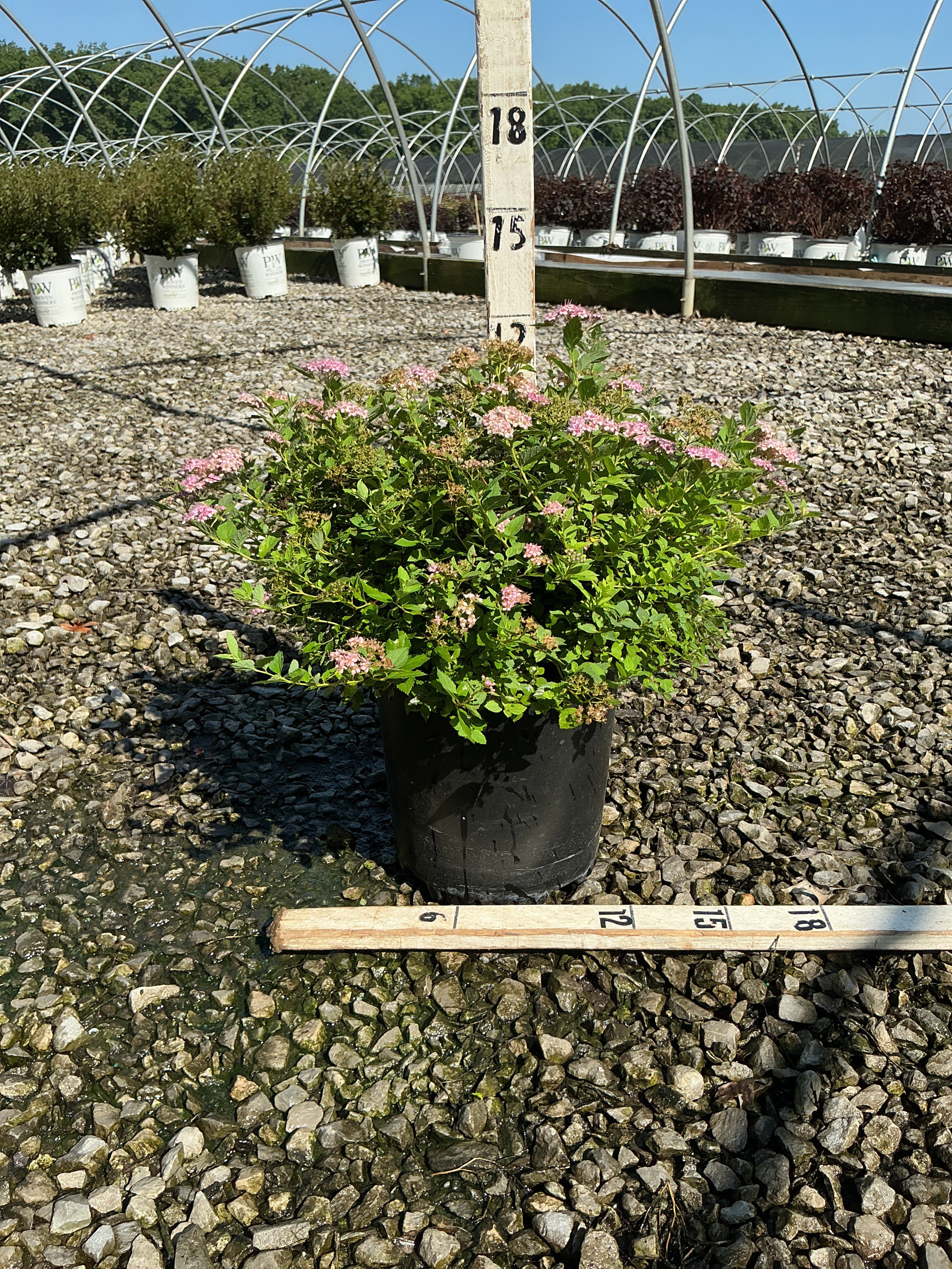 Spiraea japonica 'Little Princess'