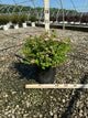 Spiraea japonica 'Little Princess'