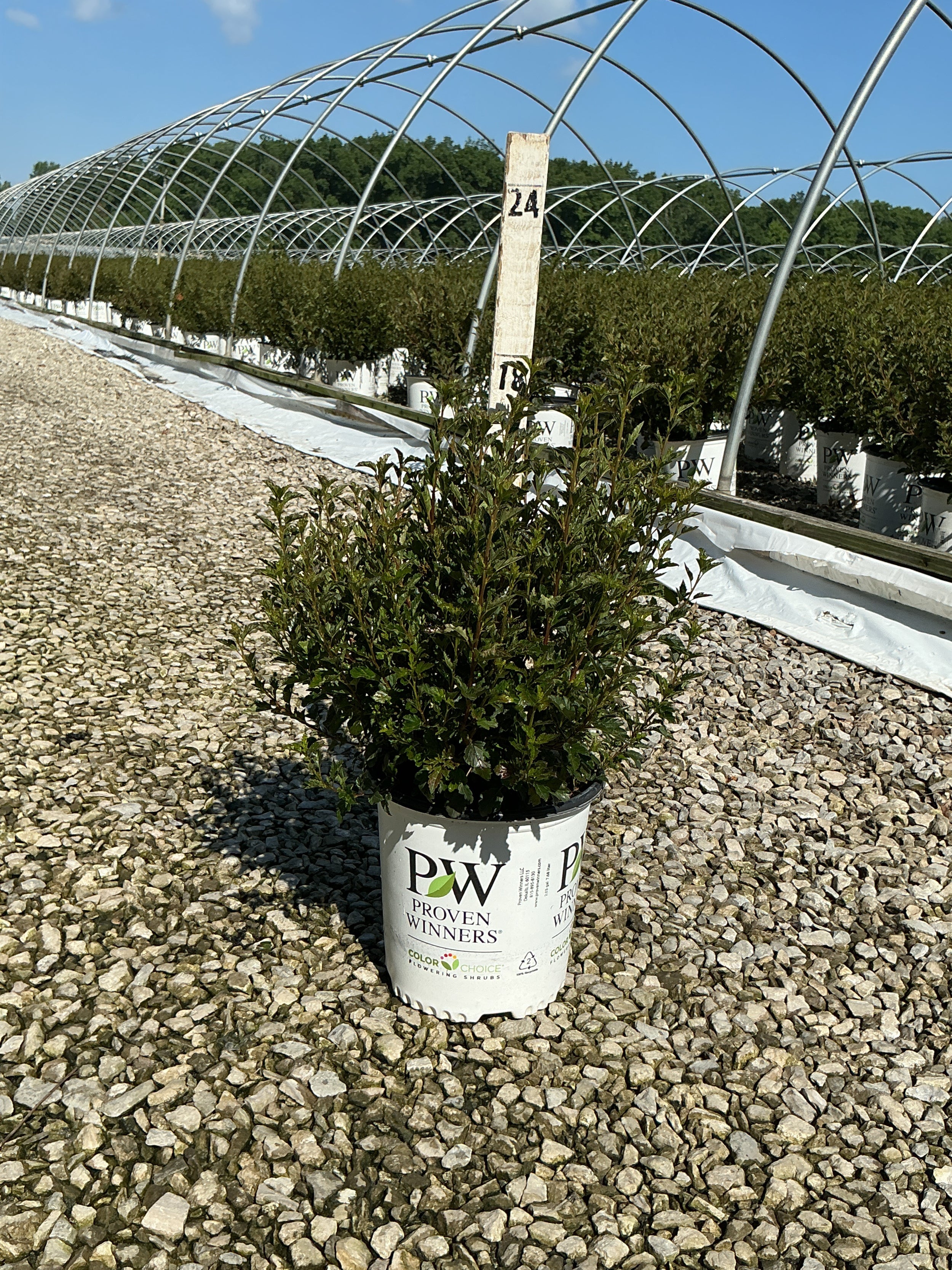 Physocarpus opulifolius 'SMPOTW'
