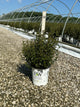 Physocarpus opulifolius 'SMPOTW'