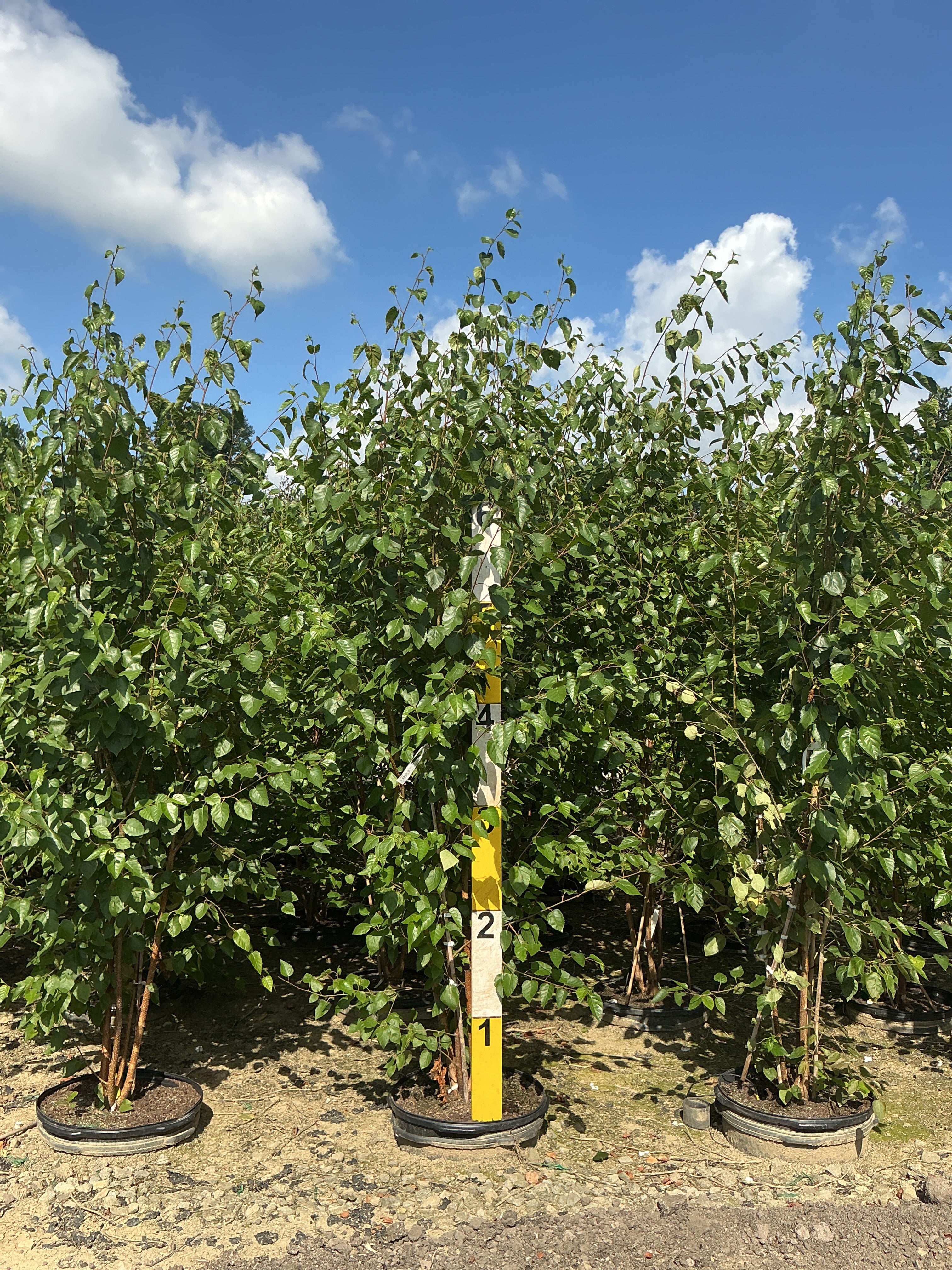 Betula jacquemontii