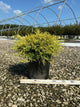 Chamaecyparis pisifera 'Mops'