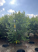Betula nigra 'City Slicker'