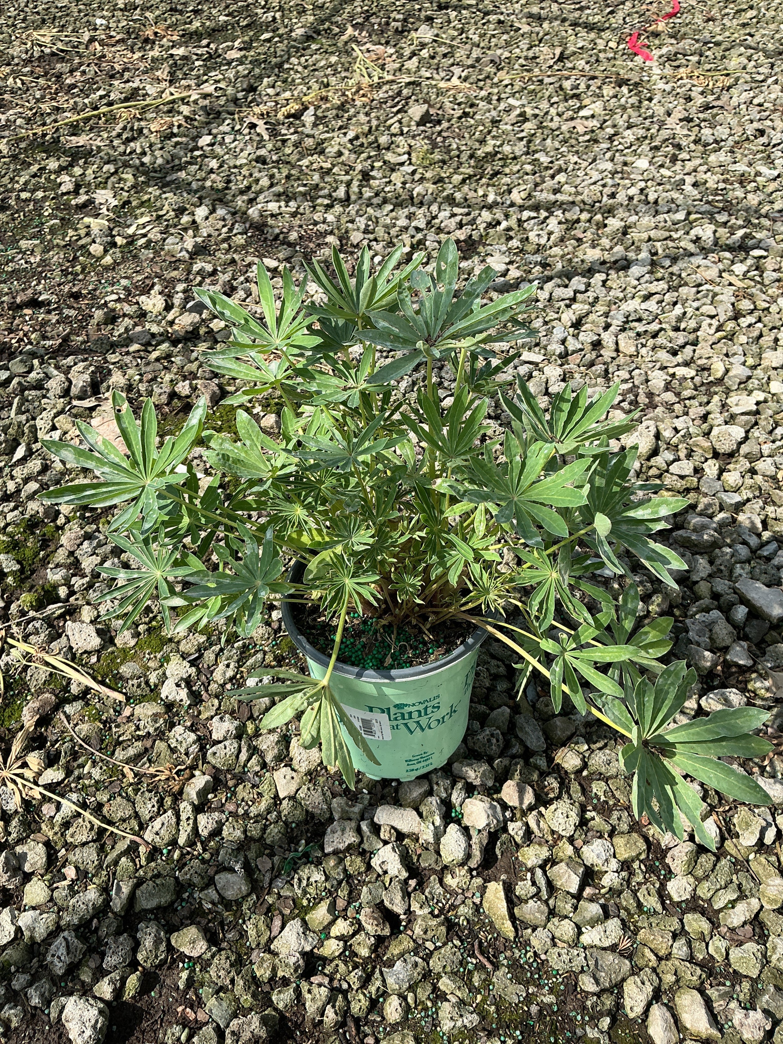 Lupinus P 'Gallery Pink'