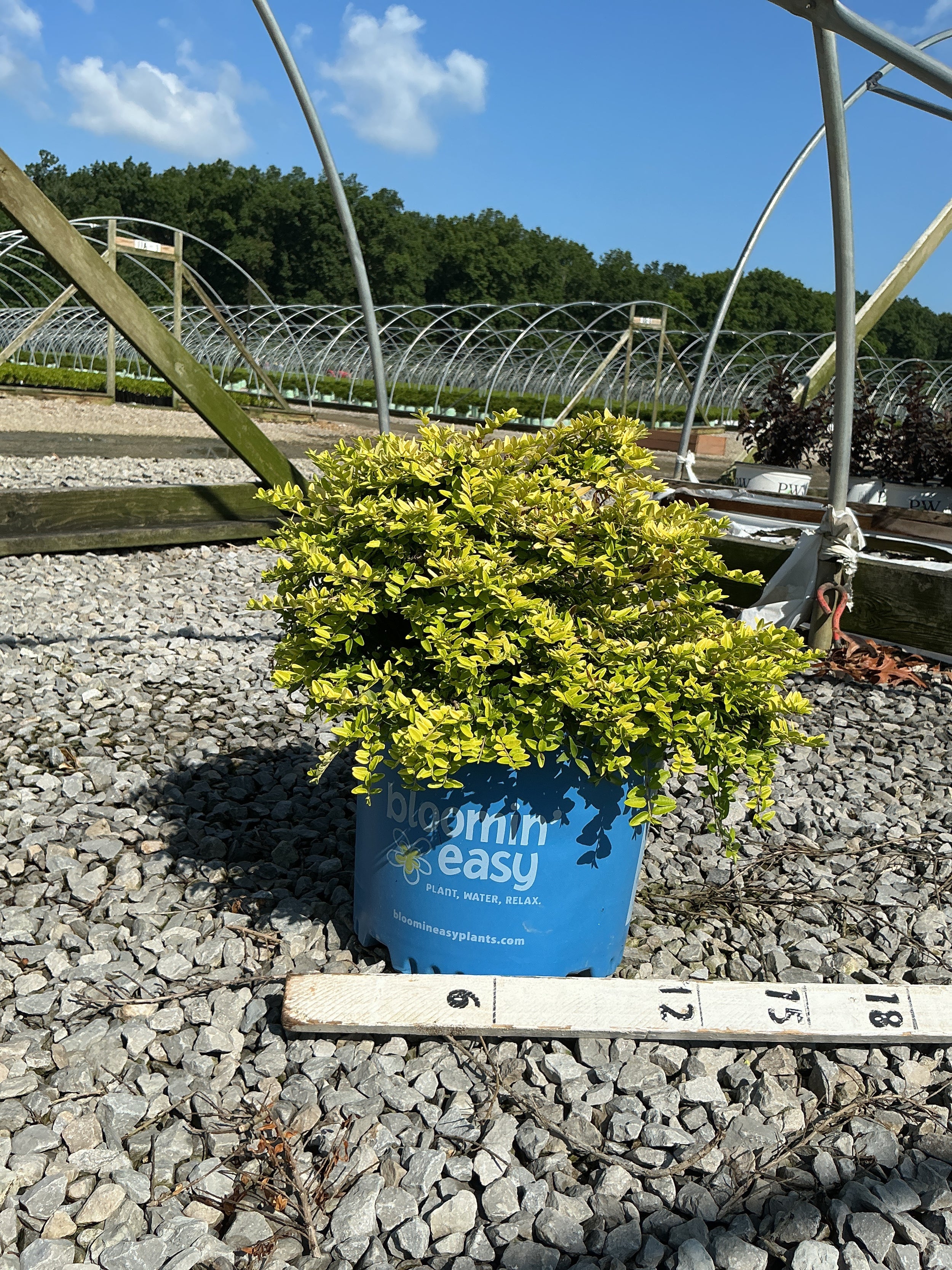 Lonicera thunderbolt 'G3'