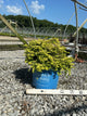 Lonicera thunderbolt 'G3'