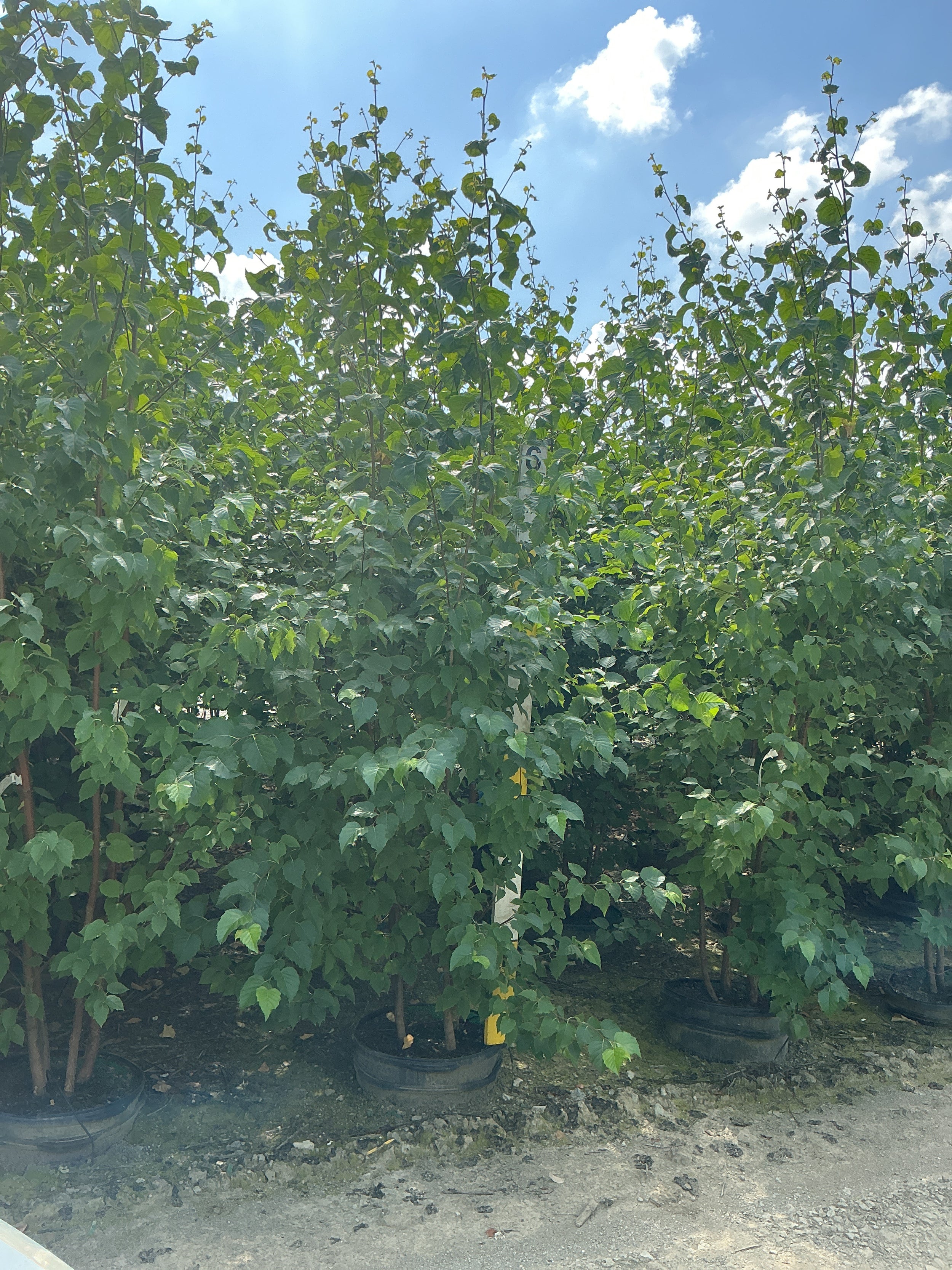 Betula 'P Prairie Dreams'