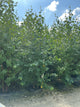 Betula 'P Prairie Dreams'