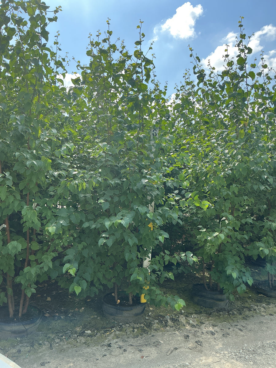 Betula 'P Prairie Dreams' â€” G15 72