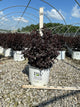 Physocarpus O 'Smr Wine Black'